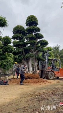 40公分造型小叶榕