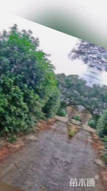 高度400厘米丛生桂花