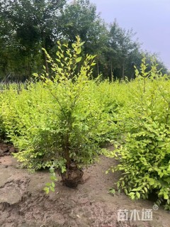 高度40厘米金叶榆小苗