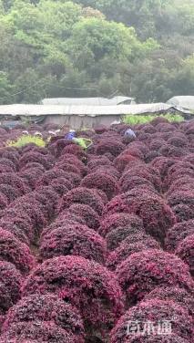 冠幅100厘米红花继木球