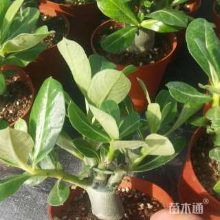 高度15厘米沙漠玫瑰