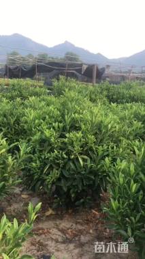 高度120厘米非洲茉莉球