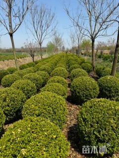 冠幅120厘米瓜子黄杨球