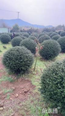 冠幅150厘米龟甲冬青球