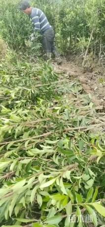 高度60厘米青珊瑚