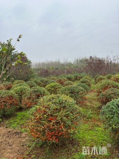 冠幅150厘米火棘球