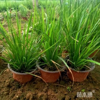 高度20厘米拂子茅