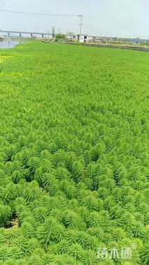 高度30厘米狐尾藻