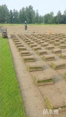 草卷状马尼拉草