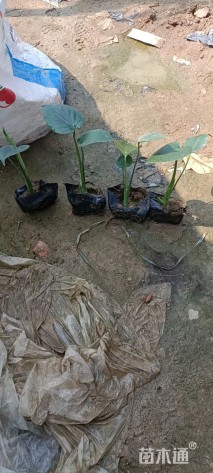 18厘米龟背竹