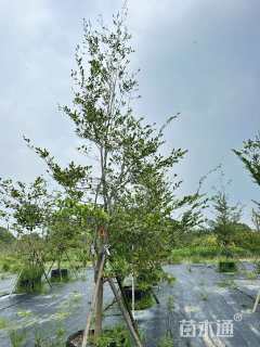 高度300厘米蚊母