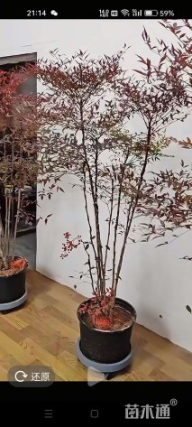 高度30厘米南天竹