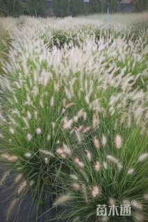 高度70厘米小兔子狼尾草