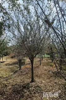 12公分垂丝海棠