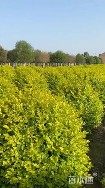 冠幅80厘米金叶女贞球