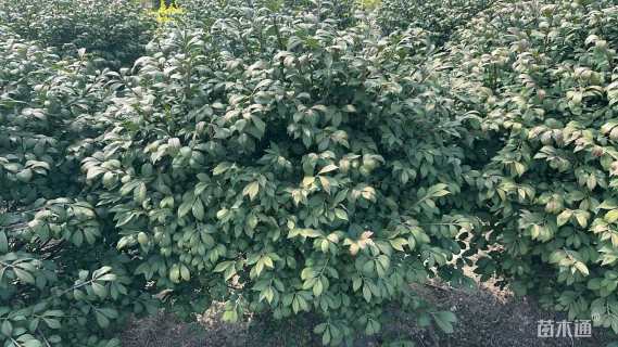 高度60厘米火焰卫矛