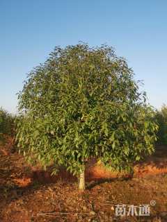 高度250厘米丛生桂花