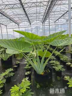 高度60厘米观音芋