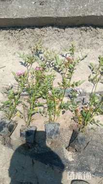 高度30厘米丰花月季