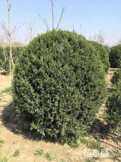 冠幅180厘米刺柏球