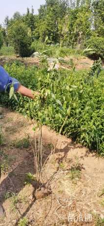 高度30厘米连翘