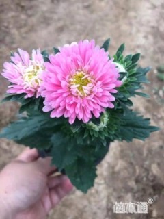 高度25厘米翠菊