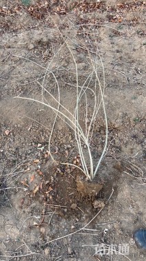 高度100厘米连翘