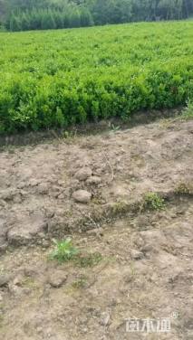 高度25厘米小叶黄杨