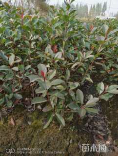 高度50厘米红叶石楠小苗