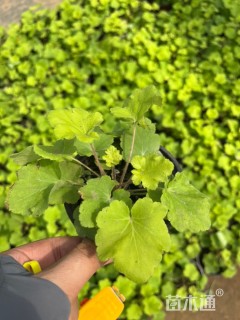 高度20厘米矾根