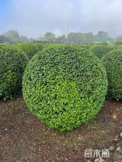 冠幅70厘米小叶女贞球