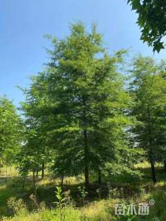 30公分柳叶栎