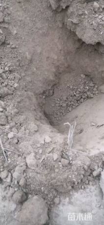 高度45厘米牡丹