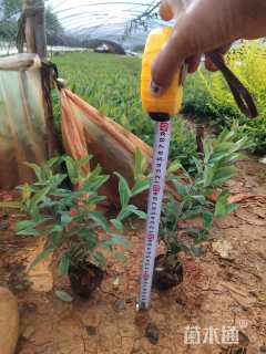 高度25厘米金丝桃