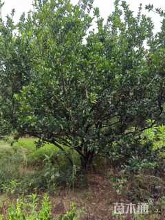 高度250厘米南丰蜜桔