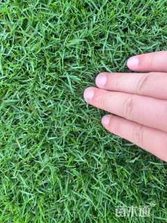 草毯状夏威夷草