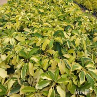 高度25厘米澳洲鸭脚木