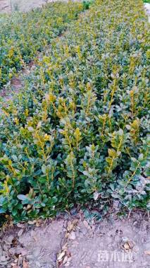 高度30厘米无刺枸骨小苗