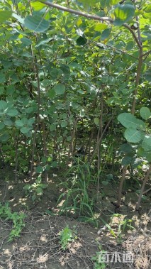 高度250厘米黄栌小苗