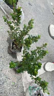 高度30厘米夏鹃小苗