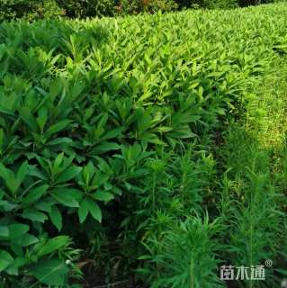 高度120厘米结香