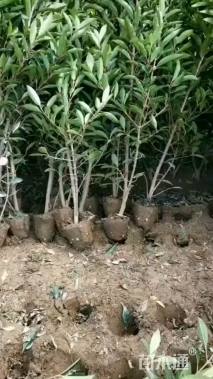 高度80厘米法国冬青