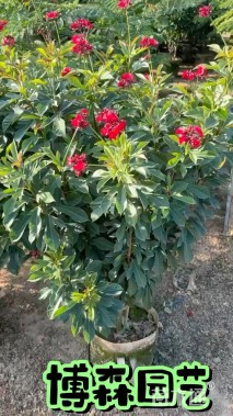 高度120厘米金凤花