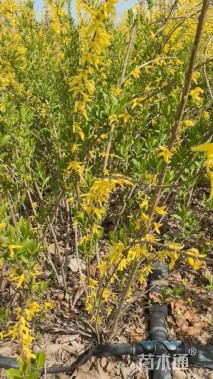 高度100厘米连翘