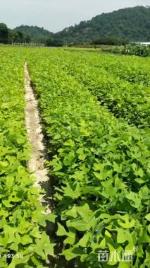 高度70厘米马褂木小苗