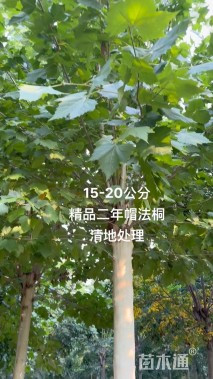 18公分法桐