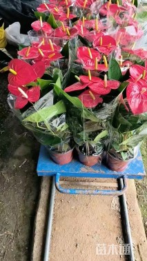 高度30厘米红掌