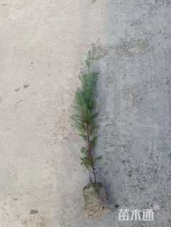 高度30厘米柏木