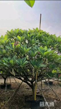 10公分红花鸡蛋花