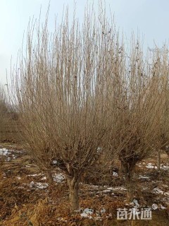 高度480厘米木槿